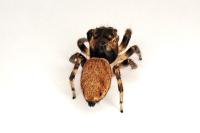 Evarcha falcata