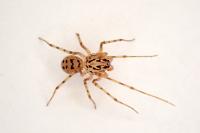 Scytodes thoracica