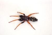 Phaeocedus braccatus