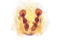 Clubiona pseudoneglecta