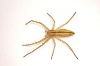 Tibellus oblongus