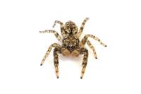 Marpissa muscosa