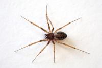Tenuiphantes tenuis