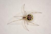 Theridion varians