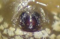 Theridion varians