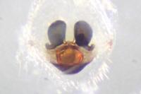 Theridion varians