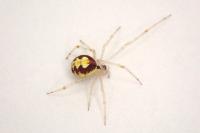 Theridion varians