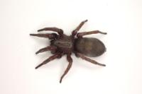 Scotophaeus scutulatus