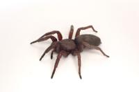 Scotophaeus scutulatus