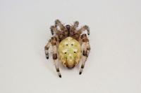 Araneus quadratus