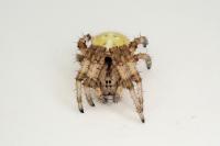 Araneus quadratus