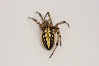 Neoscona adianta