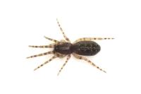 Segestria bavarica