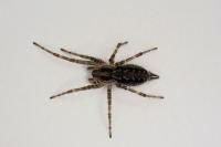 Allagelena gracilens