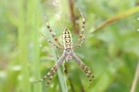 Argiope bruennichi