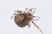 Theridion pinastri