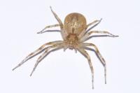 Philodromus praedatus
