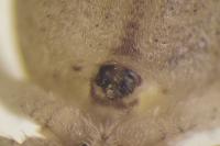 Philodromus praedatus