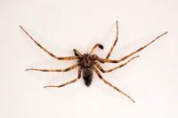 Philodromus praedatus
