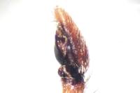 Philodromus praedatus
