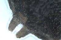 Atypus