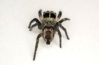 Philaeus chrysops