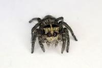 Philaeus chrysops