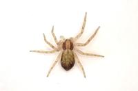 Philodromus dispar