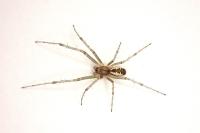 Linyphia triangularis