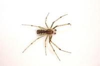 Linyphia triangularis