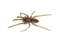 Segestria bavarica
