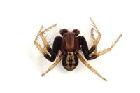 Xysticus erraticus