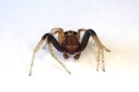 Xysticus erraticus