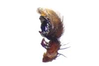 Xysticus erraticus
