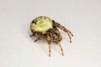 Araneus quadratus