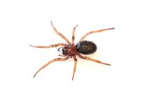 Enoplognatha thoracica