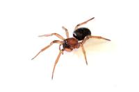 Enoplognatha thoracica