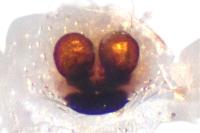 Enoplognatha thoracica