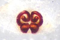 Philodromus dispar