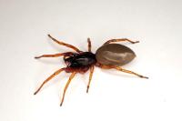 Dysdera erythrina