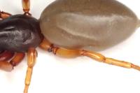 Dysdera erythrina