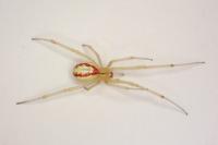 Enoplognatha latimana