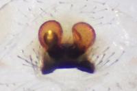 Enoplognatha latimana