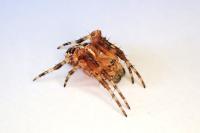 Araneus diadematus