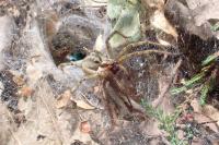 Agelena labyrinthica