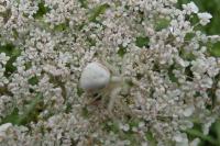 Misumena vatia