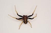 Xysticus erraticus