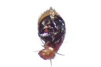 Xysticus erraticus