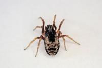 Dictyna uncinata