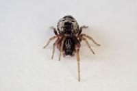 Dictyna uncinata